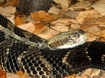 Timber Rattlesnake (Crotalus horridus)