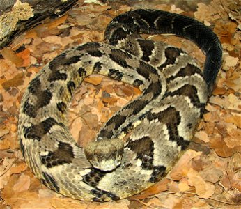 Timber Rattlesnake - Crotalus horridus