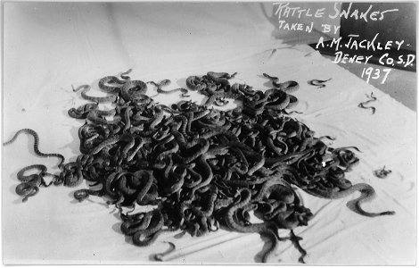 Pile of rattlesnakes