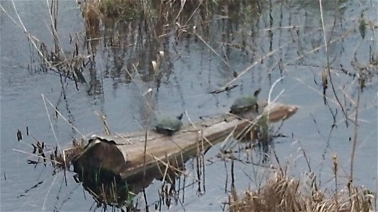 February 15, 2012- Bell City, Louisiana: Red Eared Turtles on the log. Photo by Corey Douglas www.fws.gov/swlarefugecomplex