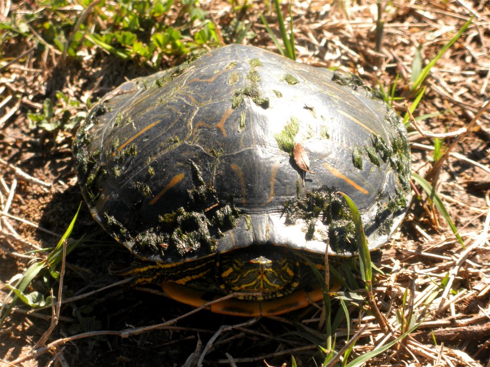 February 15, 2012- Bell City, Louisiana: The lone Red Eared Turtle on the bank of a levee. Photo by Corey Douglas www.fws.gov/swlarefugecomplex