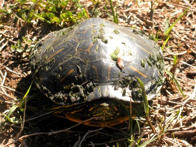 February 15, 2012- Bell City, Louisiana: The lone Red Eared Turtle on the bank of a levee. Photo by Corey Douglas www.fws.gov/swlarefugecomplex photo