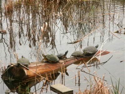 February 15, 2012- Bell City, Louisiana: Five Red Eared Turtles on a log enjoying their day. Photo by Corey Douglas www.fws.gov/swlarefugecomplex photo