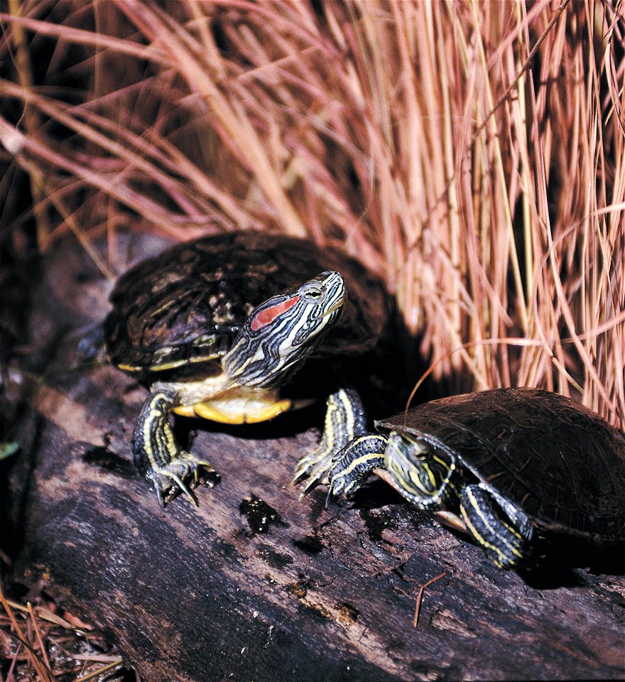 Red-eared turtles in a wetland.