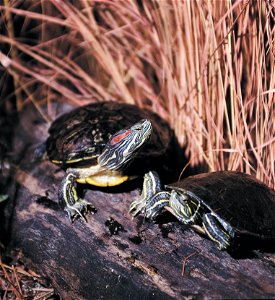 Red-eared turtles in a wetland.