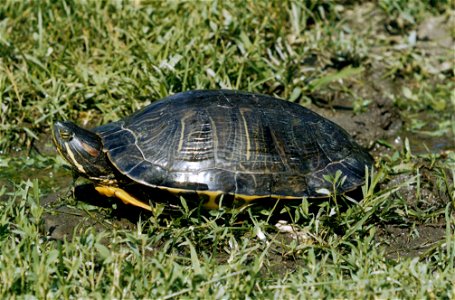 Painted Turtle
Source: WO762-28