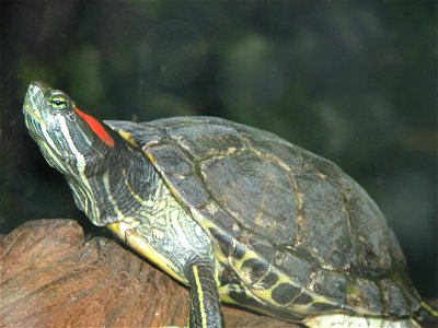 Red Eared Slider - Trachemys scripta elegans