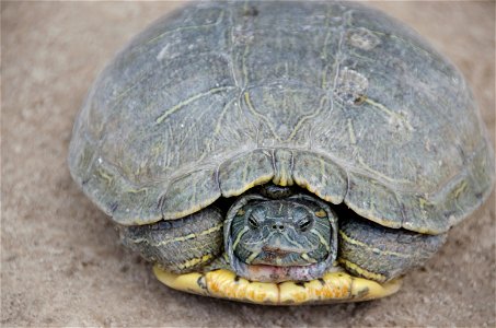 A red-eared slider (Trachemys scripta) bid a fond farewell to the Chinese and U.S. delegates.