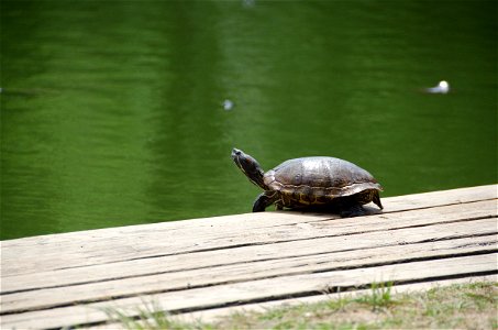 A red-eared slider (Trachemys scripta) basks in the sun at the Louisiana turtle farm.