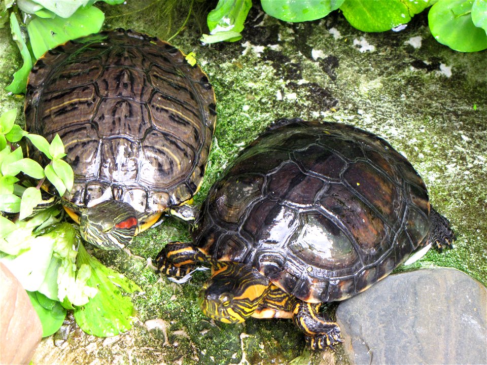 Tartarugas de Jardim