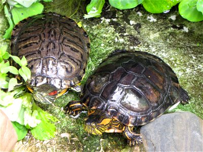 Tartarugas de Jardim