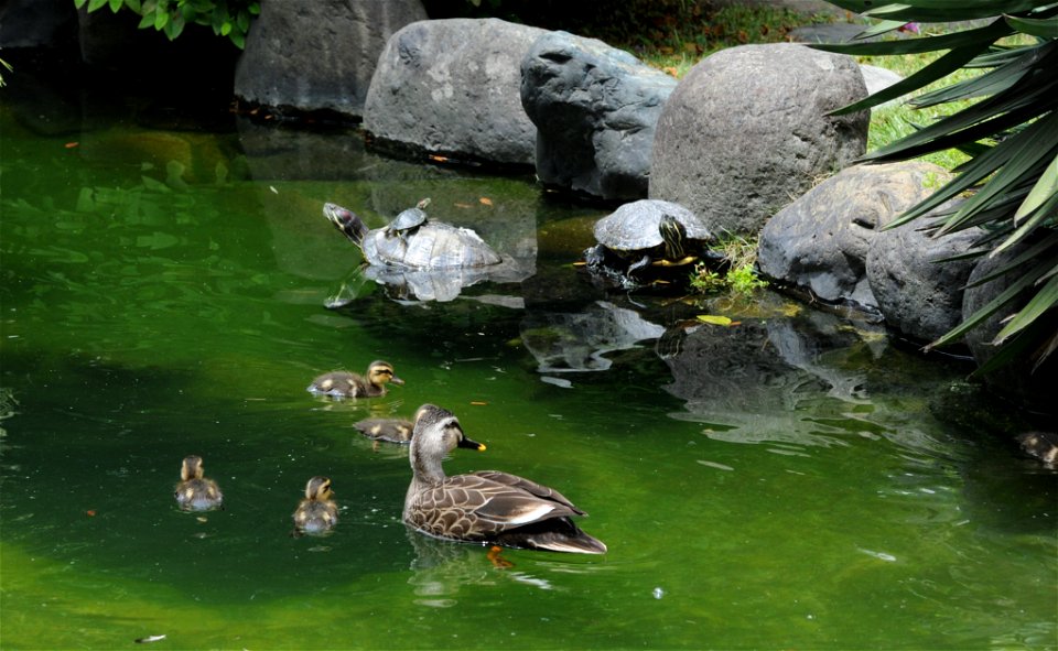 The ducks take a swim around the pond with friends.