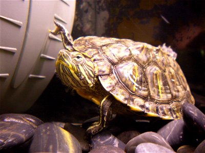 6 years old red-eared slider