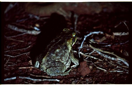 Cane toad (Bufo marinus) photo