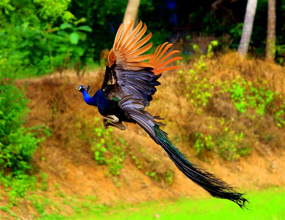 In a morning I hear the voice of peacock from my Home., then i take my camera and went to saw peacock., then i find a peacock on a palm tree., it doesn't have any feather., But it is also beautiful so
