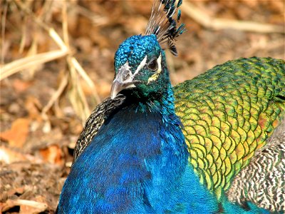 Male Blue Peafowl photo