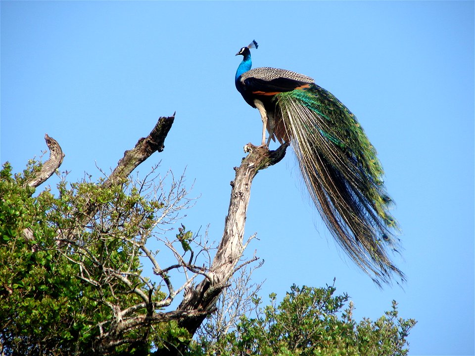A peacock seen on a sunny morning in Wasgamuwa National Park, Sri Lanka