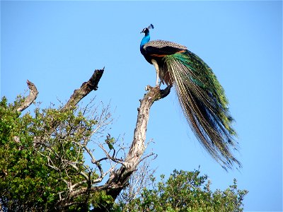 A peacock seen on a sunny morning in Wasgamuwa National Park, Sri Lanka photo