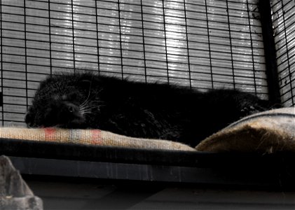 Bearcat Arctictis binturong ssp. penicillatus at the San Diego Zoo, California, USA.