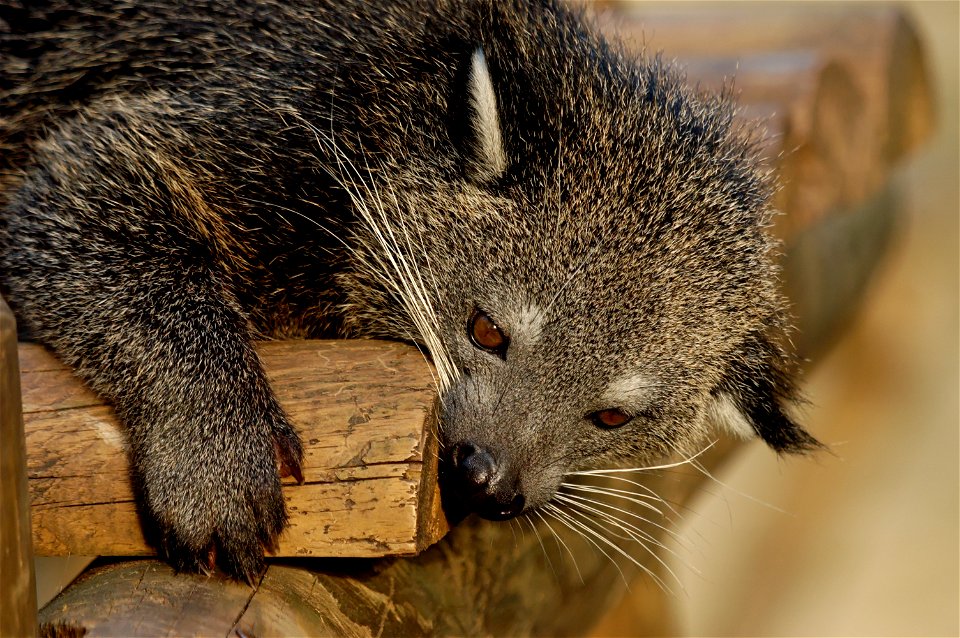 Head of an binturong (Arctictis binturong). Menagerie of the Jardin des Plantes in Paris (France).