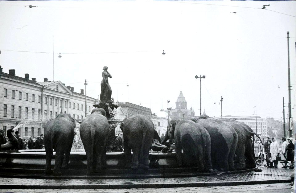 Photograph of circus elephants drinking at Havis Amanda fountain in Helsinki. The animals belonged to the Swedish Circus Caravan.