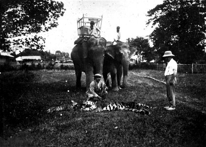 Assam tartomány, Bijni, báró Vojnich Oszkár egy kilőtt bengáli tigrissel és kölykével.Baron Oszkár Vojnich,-from Hungary,-a whipped Bengal tiger and a puppy.
Location: India
Tags: hunting, tiger, elep