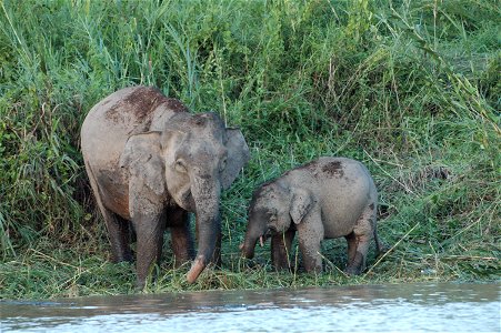 Borneo Elephant