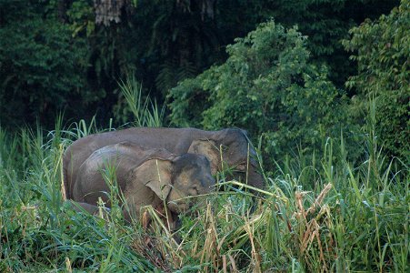 Borneo Elephant