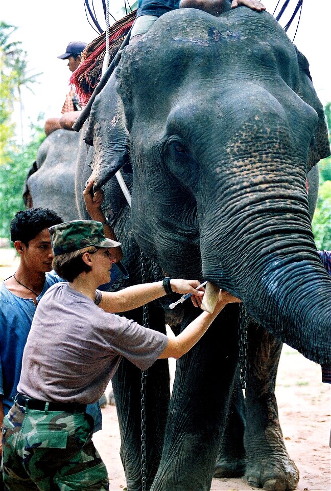 Pattaya, Thailand (Jun. 12, 2002) -- U.S. Army Captain Kim Lawler provides care to an elephant near as part of exercise Cooperation Afloat Readiness And Training (CARAT).   Nearly 40 elephants and 30 