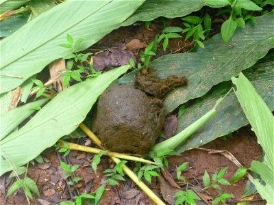 Fresh wild elephant dung found in a forest near Munnar, Kerala, India.
