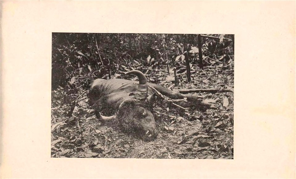 Three months in Pahang in search of big game : a reminiscence of Malaya.