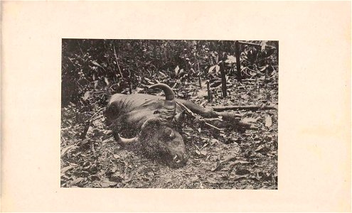 Three months in Pahang in search of big game : a reminiscence of Malaya.