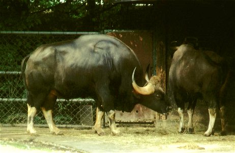 Male Gaur (Bos gaurus) at Zoo Munich