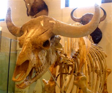 Skeleton of Bos gaurus grangeri, a fossil gaur photo