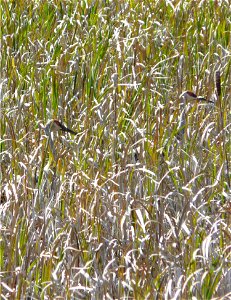 Entry from the 2014 Seney National Wildlife Refuge Photo Contest.

Photo courtesy of Jan Barrett.