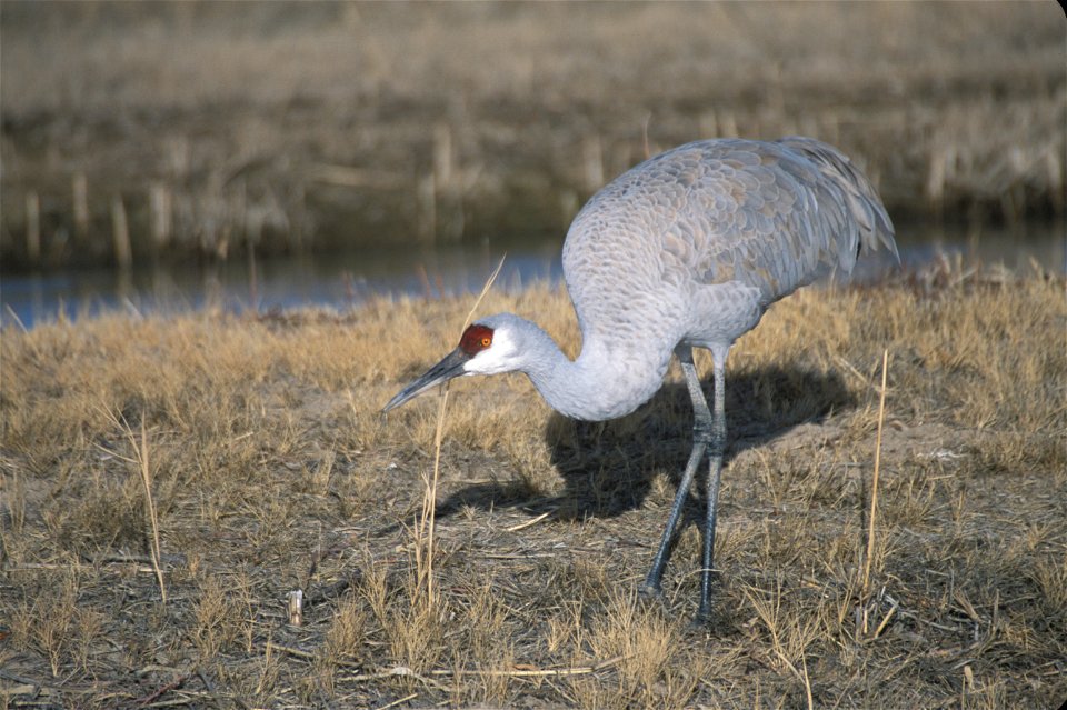 Grus canadensis NBII