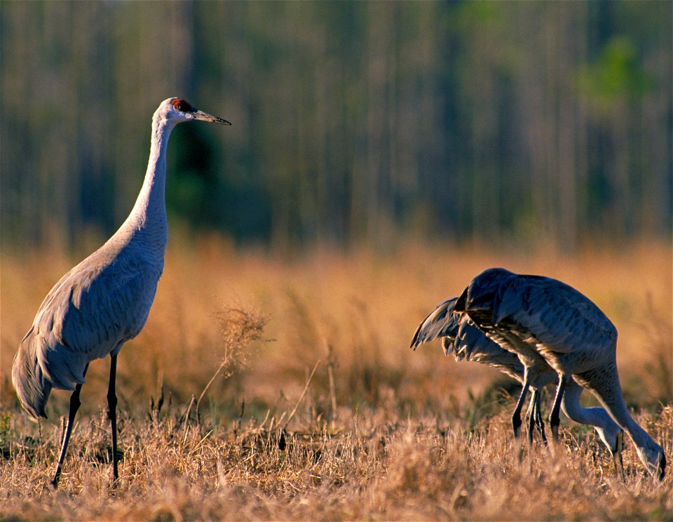 Grus canadensis USFWS