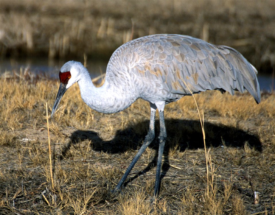 Sandhill Crane , Grus canadensis, photograph