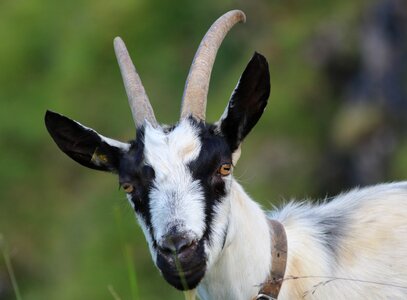 Nature animal world view