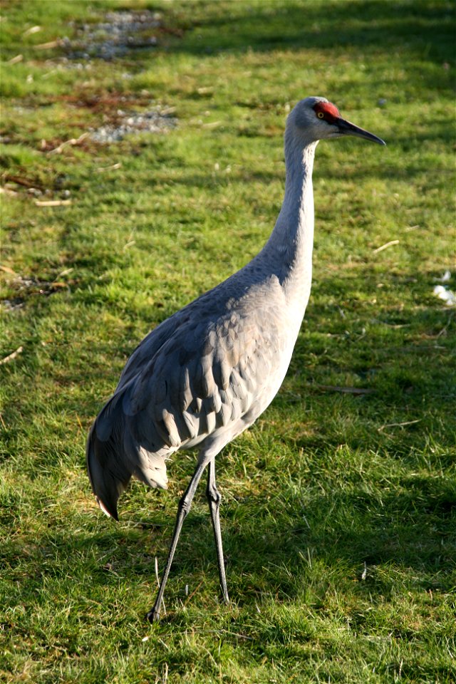 Lesser Sandhill Crane at the George C. Reifel Migratory Bird Sanctuary in Ladner, BC.