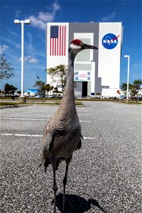 A sandhill crane explores a paved parking area near the Vehicle Assembly Building at NASA’s Kennedy Space Center in Florida on March 24, 2021. Kennedy shares space with the Merritt Island National Wil