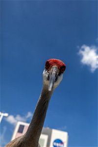 An inquisitive sandhill crane approaches the photographer near the Vehicle Assembly Building at NASA’s Kennedy Space Center in Florida on March 24, 2021. Kennedy shares space with the Merritt Island N