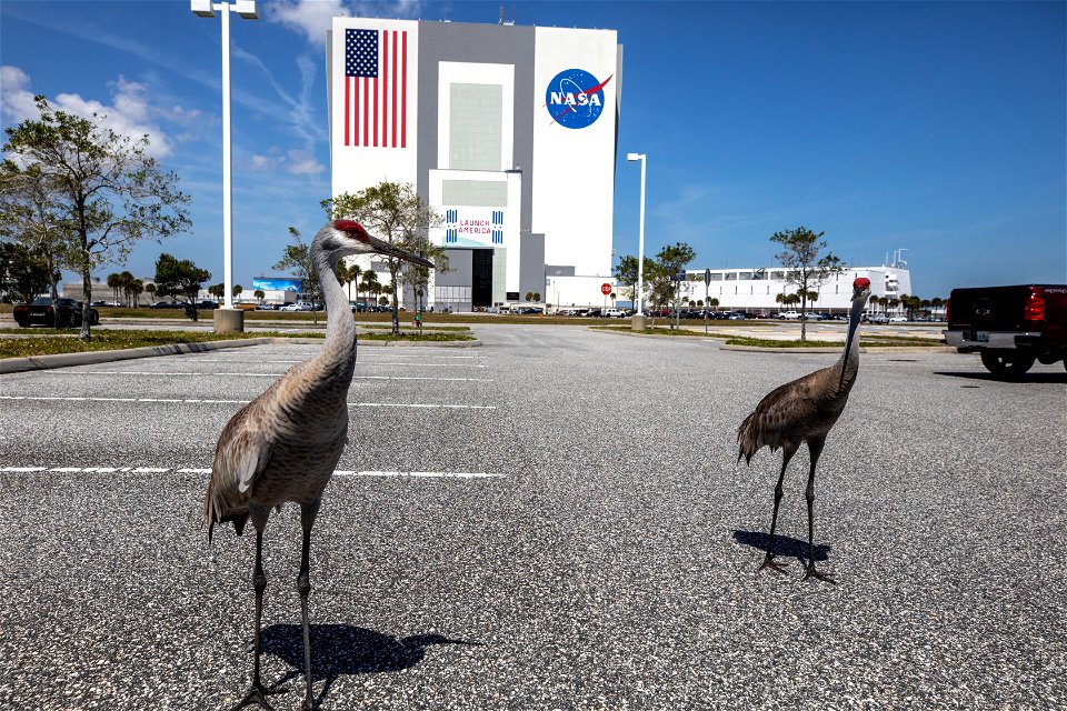 A pair of sandhill cranes explore a paved parking area near the Vehicle Assembly Building at NASA’s Kennedy Space Center in Florida on March 24, 2021. Kennedy shares space with the Merritt Island Nati