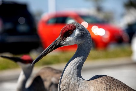 A pair of sandhill cranes explore a paved parking area at NASA’s Kennedy Space Center in Florida on March 24, 2021. Kennedy shares space with the Merritt Island National Wildlife refuge, which is home photo