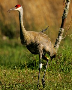 Mississippi Sandhill Crane