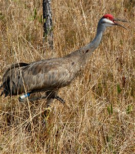 A tagged, endangered Mississippi sandhill crane at MIssissippi Sandhill Crane National Wildlife Refuge. Photo: Scott Hereford, USFWS.

www.fws.gov/mississippisandhillcrane/