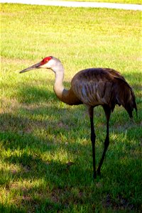 Sandhill Crane at the Disney Wilderness Preserve
Credit: Keenan Adams, USFWS

www.fws.gov/pelicanisland//
