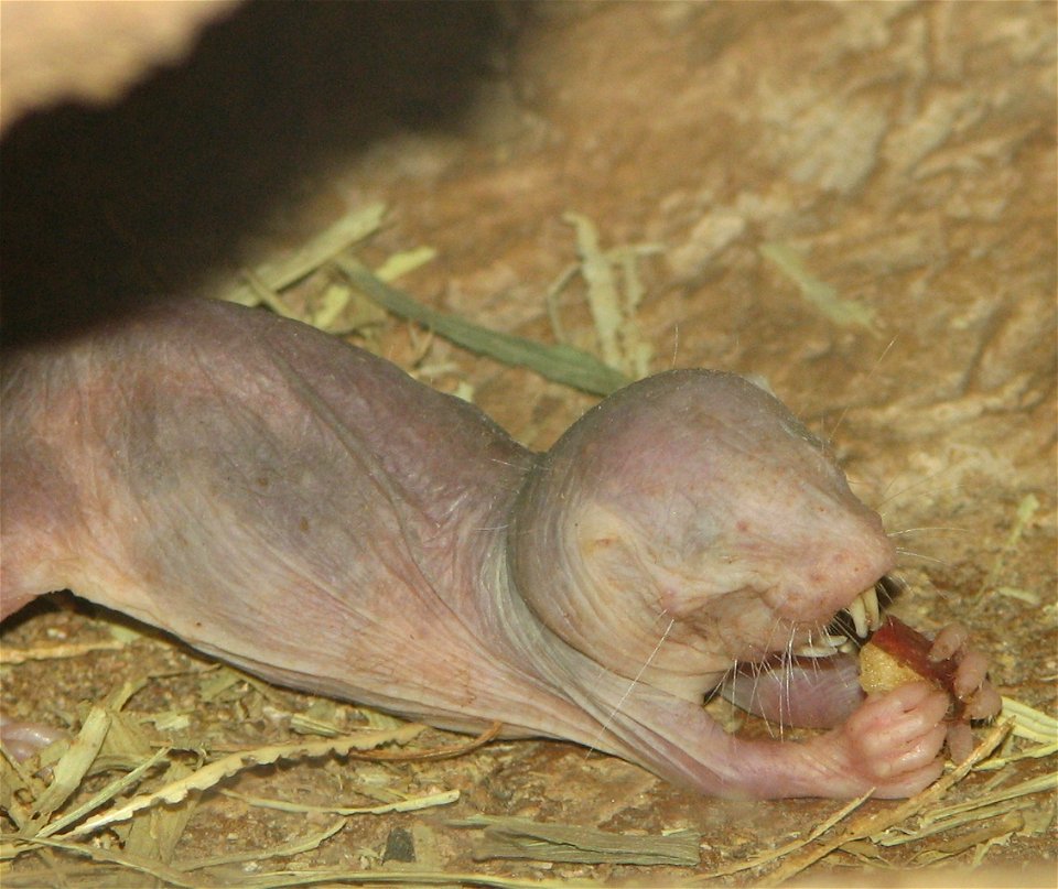 Naked Molerat Heterocephalus glaber eating