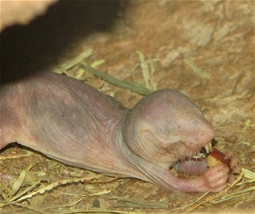 Naked Molerat Heterocephalus glaber eating