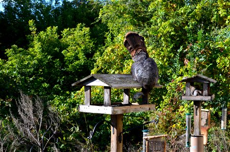 Minnesota Valley National Wildlife Refuge is home to some pretty bold turkeys (and squirrels)! You can often see them eating from the bird feeders at the Bloomington Education and Visitor Center.

Pho